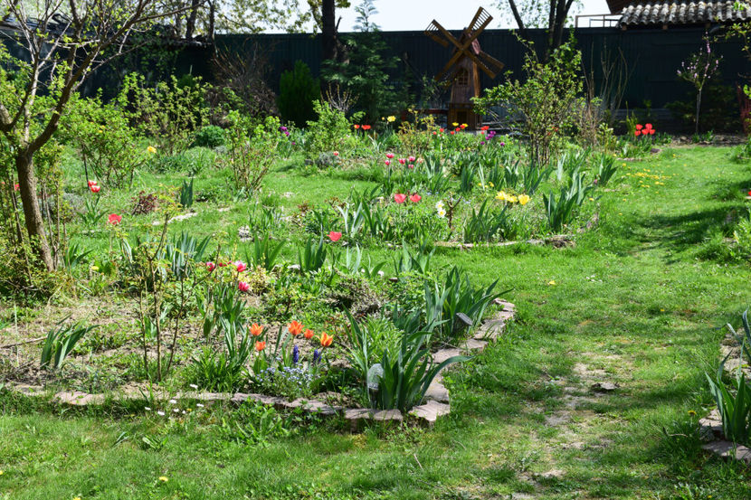 Idilic Garden - 2018_ Aprilie_lalele I
