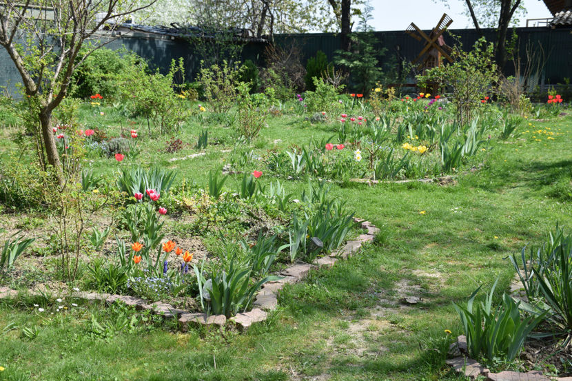 Idilic Garden - 2018_ Aprilie_lalele I