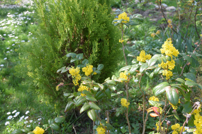 Mahonia - 2018_ Aprilie_lalele I