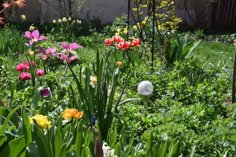 Sunlover - 2018_ Aprilie_lalele I