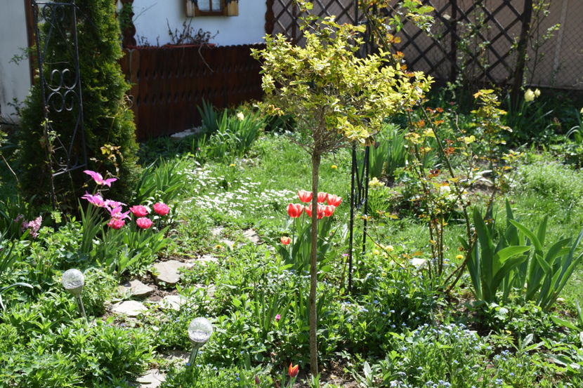  - 2018_ Aprilie_lalele I