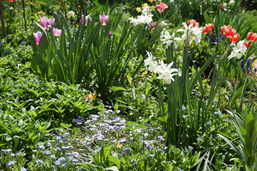 Narcise Thalia - 2018_ Aprilie_lalele I