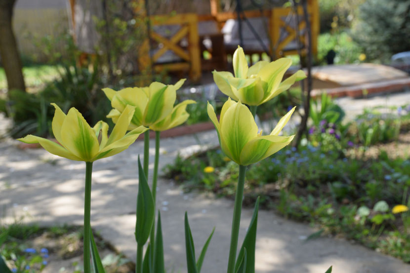 Yelloe Spring Green - 2018_ Aprilie_lalele I