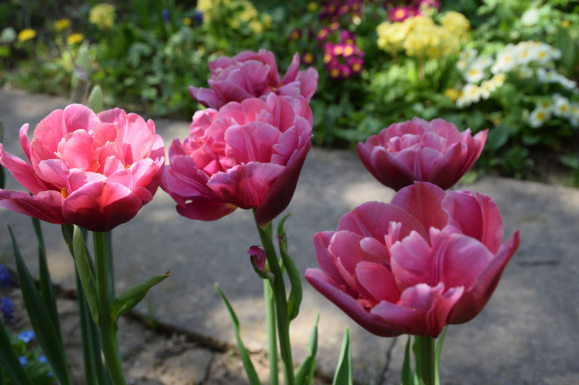 Angelique - 2018_ Aprilie_lalele I