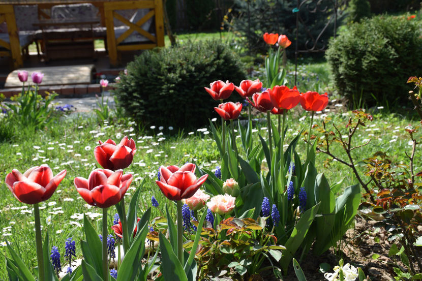 Armanii - 2018_ Aprilie_lalele I