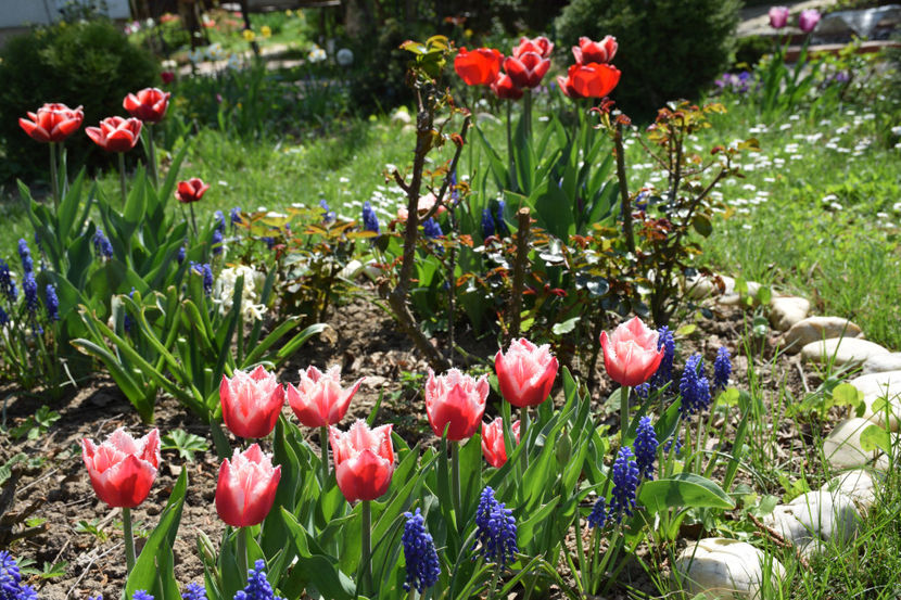 Canasta - 2018_ Aprilie_lalele I