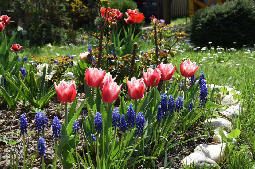 Lambada si muscari armeriacum - 2018_ Aprilie_lalele I