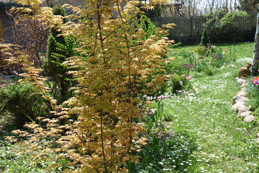 Acer Katsura - 2018_ Aprilie_lalele I