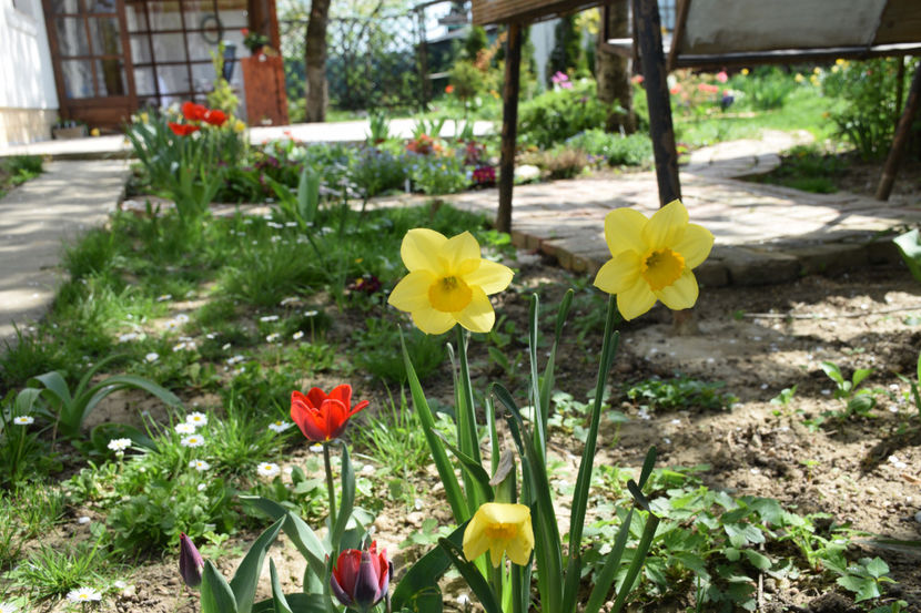 Couleur Cardinal - 2018_ Aprilie_lalele I