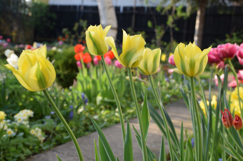 Yellow Spring Green - 2018_ Aprilie_lalele I