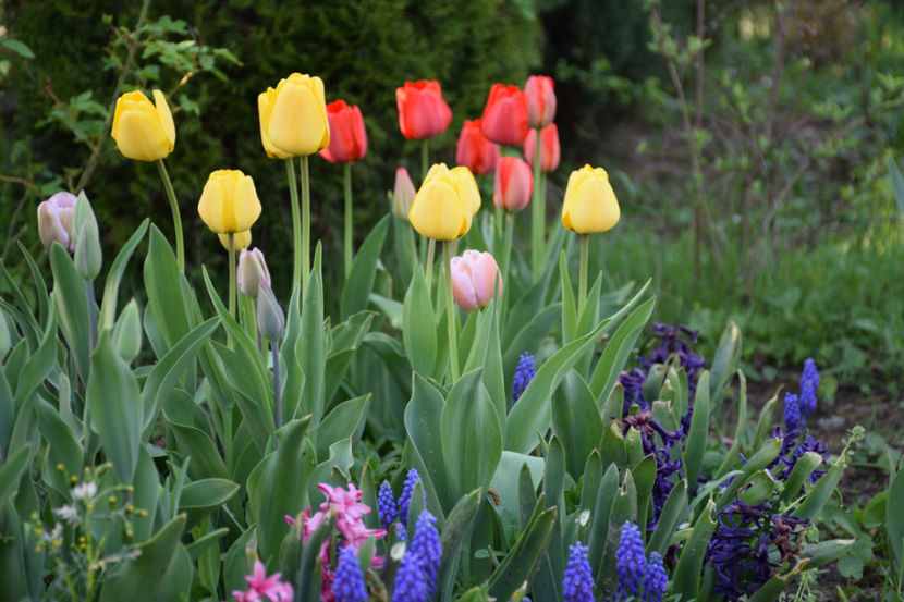 Yellow Apeldorne si Red Apeldorne - 2018_ Aprilie_lalele I