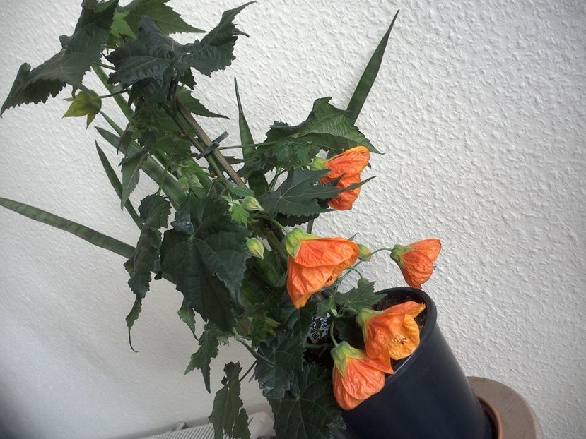 WIN_20180415_103118 - diverse_floricele