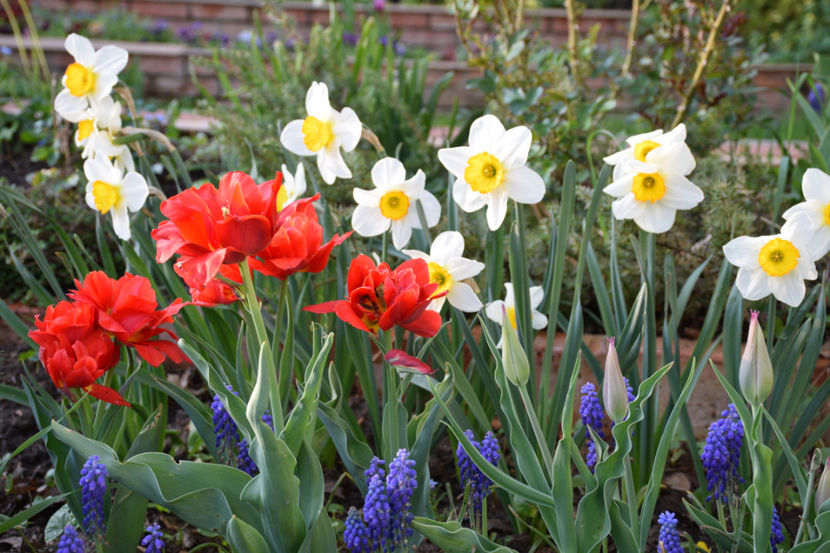Abba si narcuse Flower record - 2018_ Aprilie_lalele I
