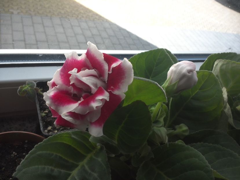 WIN_20180415_103301 - gloxinia