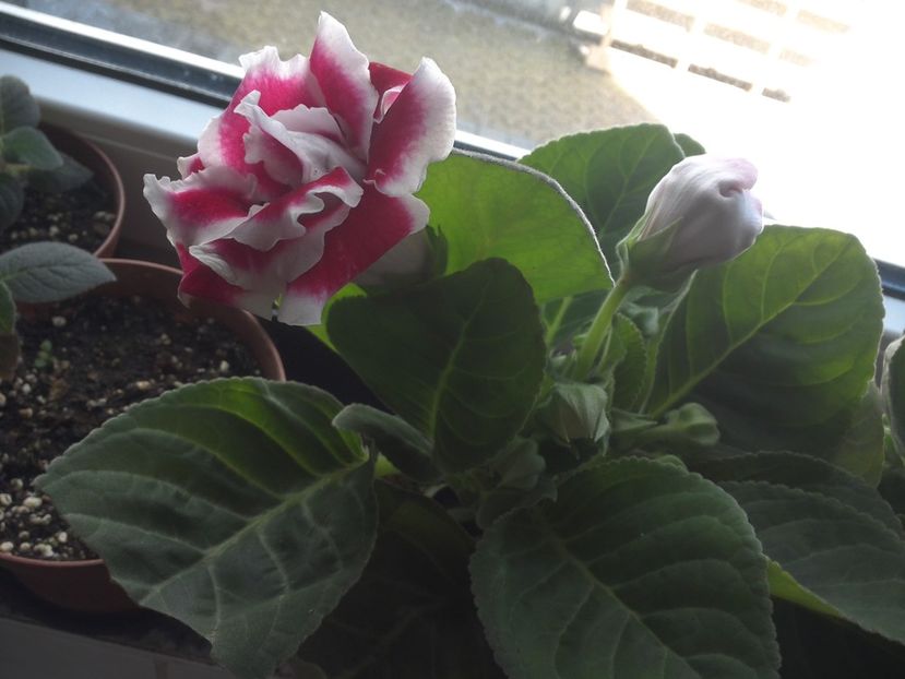 WIN_20180415_103316 - gloxinia