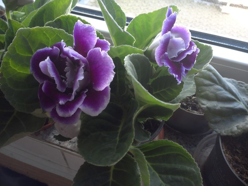 WIN_20180415_103321 - gloxinia