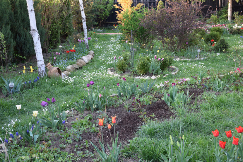 Ipheion Jessie, mount hood,Camessia Caeruleea, Shirley, Don Quijotte, Negrita,Curly Sue, thouch snow - 2018_ Aprilie_lalele I