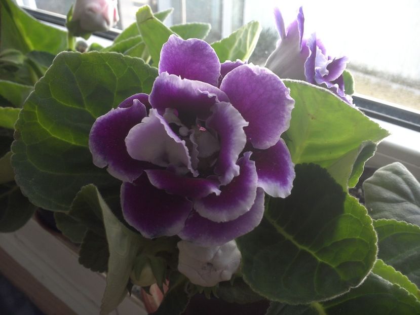 WIN_20180415_103427 - gloxinia