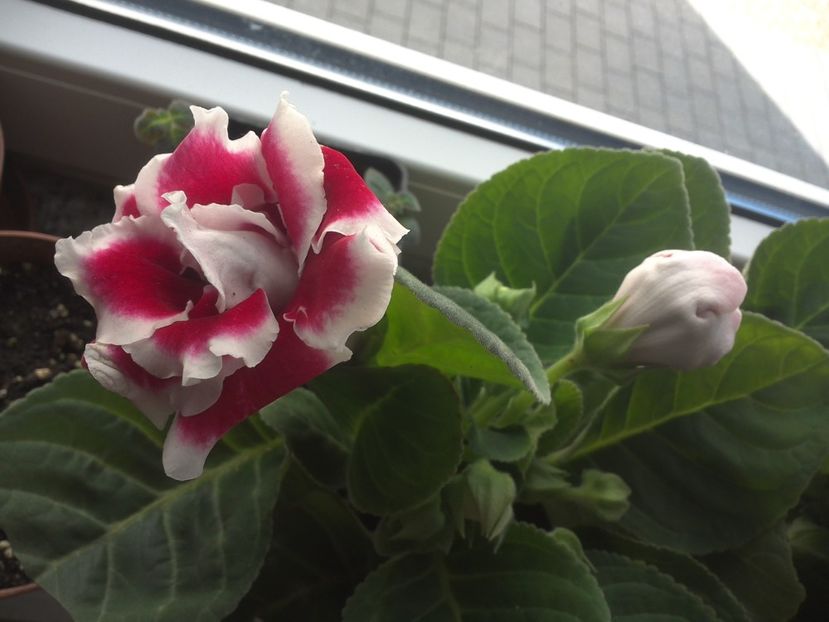 WIN_20180415_103605 - gloxinia
