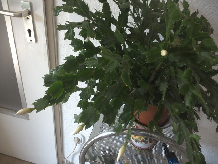 WIN_20180415_104756 - craciunite