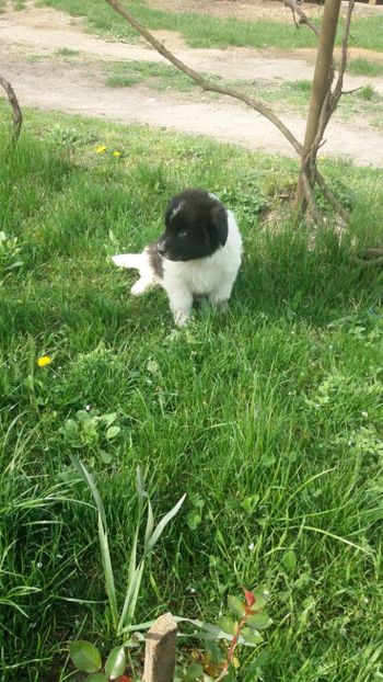 IMG-20180415-WA0015 - Ciobănesc de bucovina ciobănesc german