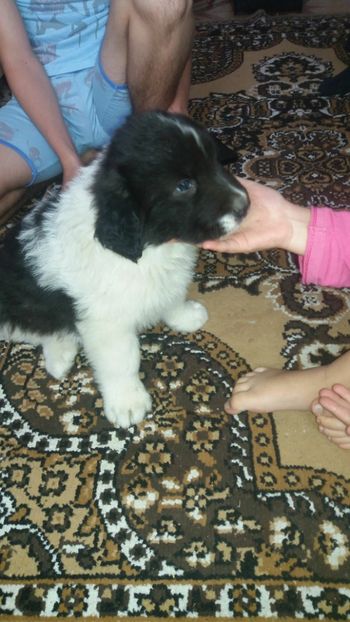 IMG-20180415-WA0004 - Ciobănesc de bucovina ciobănesc german