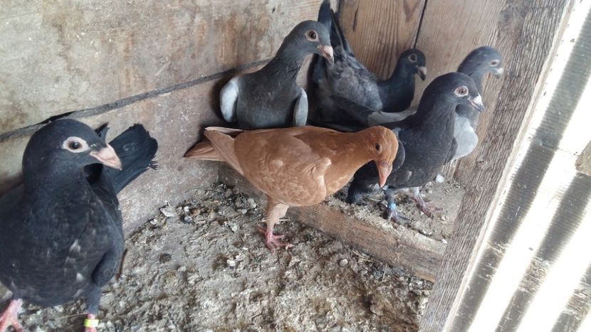  - Porumbei voiajori stil vechi