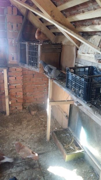  - Porumbei voiajori stil vechi