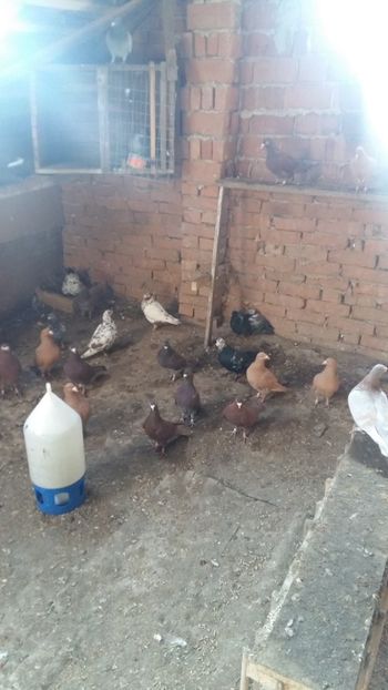  - Porumbei voiajori stil vechi