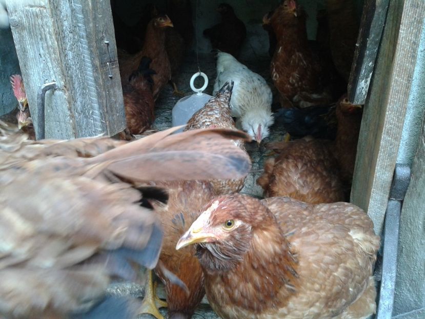  - 09_Gainet_20_21_septembrie_2017