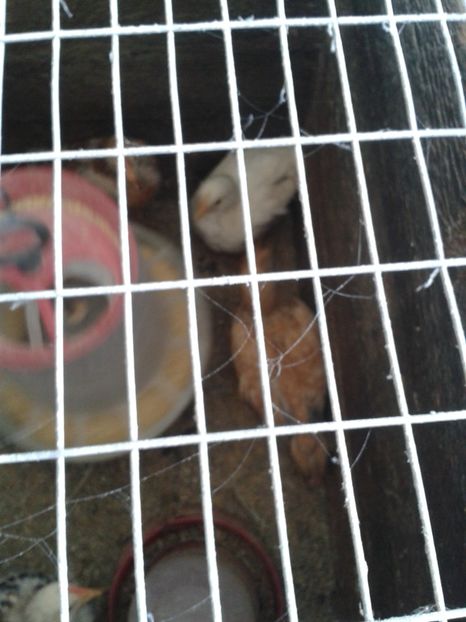  - 09_Gainet_20_21_septembrie_2017