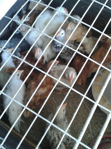  - 09_Gainet_20_21_septembrie_2017