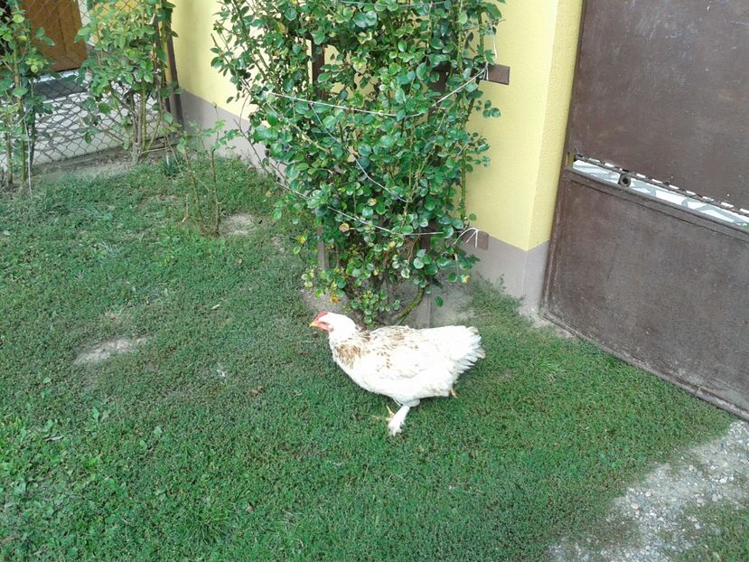  - 09_Gainet_20_21_septembrie_2017