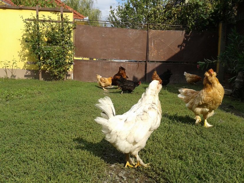  - 09_Gainet_20_21_septembrie_2017