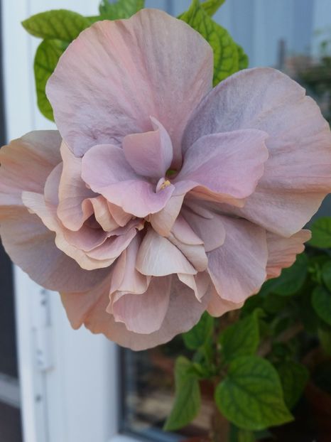 Snooks - Hibiscus 2018