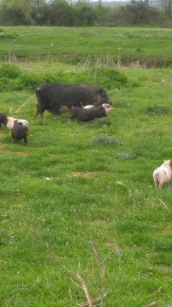 Plimbare !!! - Vietnamezi!!!