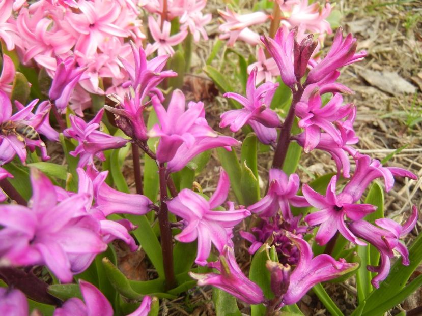 Hyacinth Purple Sensation (2018, Apr.06) - Hyacinth Purple Sensation