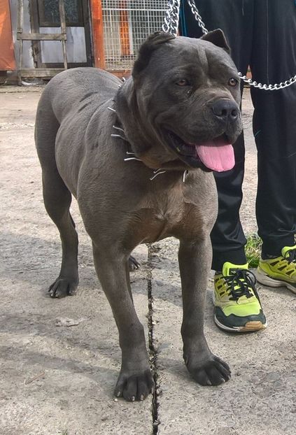 sașa .10 luni - cane corso