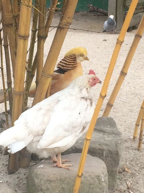 15.04.2018 - A -Magazin