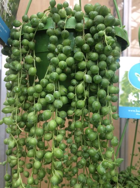 15.04.2018 - A -Magazin