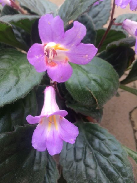 Streptocarpus Snowlina - A -Magazin