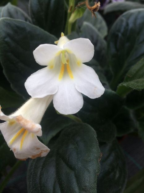 Streptocarpus ‘Purpelina’ - A -Magazin