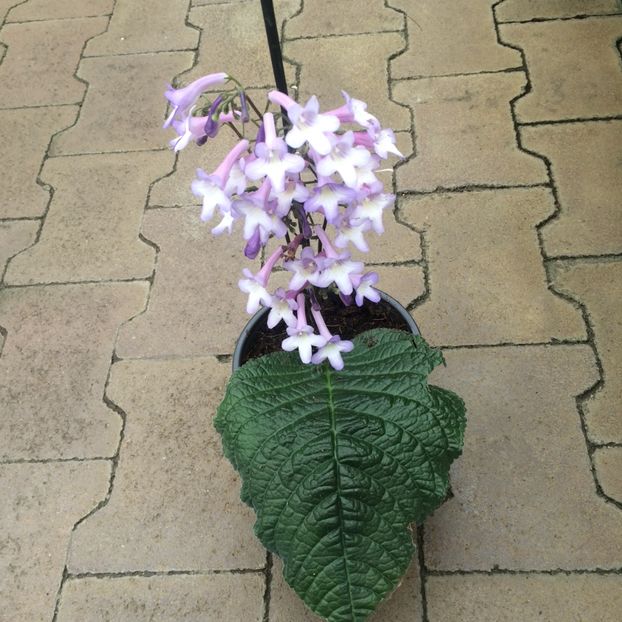 Streptocarpus parfuflora - A -Magazin
