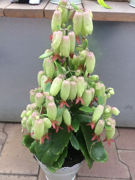 15.04.2018 Kalanchoe - A -Magazin