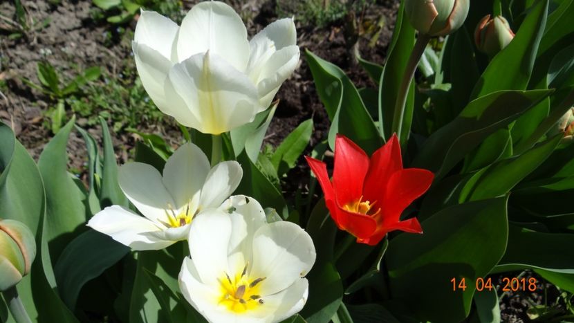  - Un inceput timid- aprilie infocat