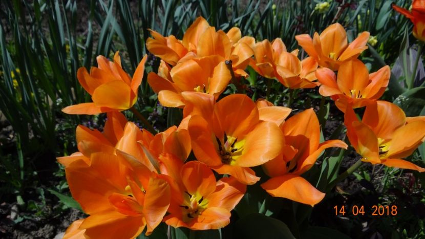  - Un inceput timid- aprilie infocat