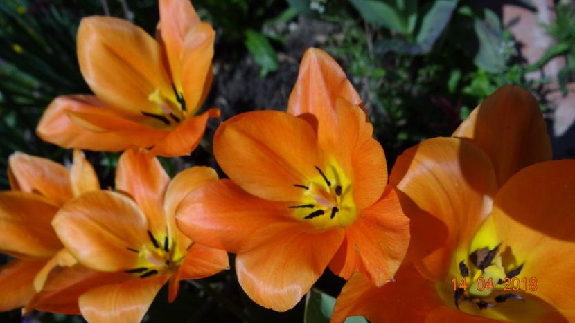  - Un inceput timid- aprilie infocat