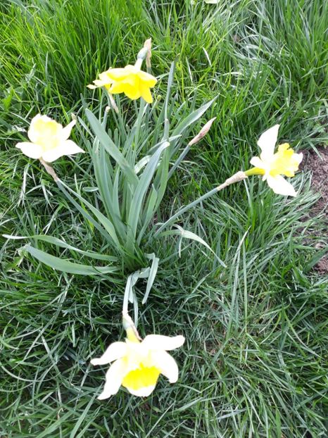 20180415_105218[1] - narcise