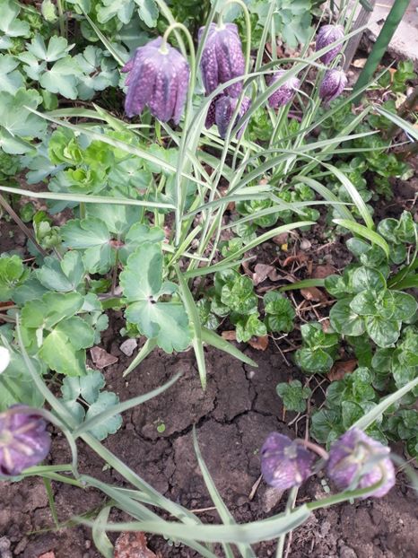 20180415_105334[1] - fritillaria meleagris