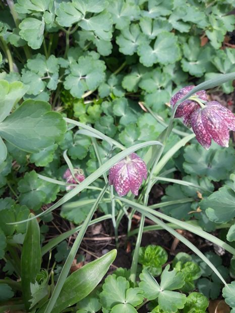 20180415_105320[1] - fritillaria meleagris